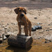 <p>Archie </p>