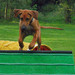 <p>Eliška - trénink agility :-)</p>