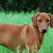 <p>Aranka (NL)</p>