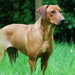 <p>Solaika (NL)</p>