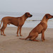 <p>Abby s tátou Mambem (NL)</p>