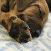 <p>Výlet začal v Korycanech, kde mají zrzavé miniatury ridgebacků</p>