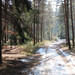 <p>Brdské lesy </p>
