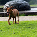<p>Arinka</p>