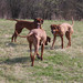 <p>Trixie, Emily a Eiby</p>