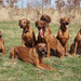 <p>Z leva: Rif, Melinka, Berlinka, Eiby, Emily, před nimi Trixie a máma Brassila. </p>
