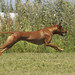 <p>Melinka se pro coursing narodila</p>