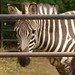 <p>Zebra, jak jinak </p>