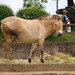 <p>V ZOO je to pohodička</p>