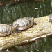 <p>želvy</p>