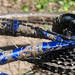 <p>Tady jsme to vzaly zkratkou - trasa pro MTB se ukázala jako dost nepraktický nápad, vedla bažinou. </p>