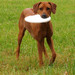 <p>Jenže znáte Ridgebacky...</p>