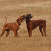 <p>Kluci v akci</p>