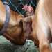 <p>..a taky se slepicemi...za plotem.</p>