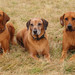 <p>Brassila, Conny a Eiby</p>